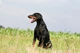 DOBERMANN 1278